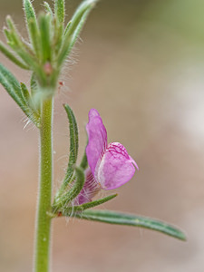 Misopates orontium (Plantaginaceae)  - Misopates rubicond - Weasel's-snout Serrania de Ronda [Espagne] 10/05/2018 - 680m