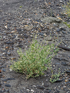 Moricandia foetida (Brassicaceae)  - Moricandie fétide Almeria [Espagne] 04/05/2018 - 310m