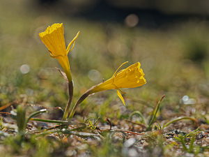 Narcissus bulbocodium (Amaryllidaceae)  - Narcisse bulbocodium, Trompette de Méduse, Narcisse trompette - Hoop-petticoat Daffodil Lisbonne [Portugal] 12/05/2018 - 650m