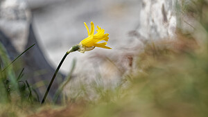 Narcissus jacetanus (Amaryllidaceae)  - Narcisse de Jacétanie Liebana [Espagne] 23/05/2018 - 1810m