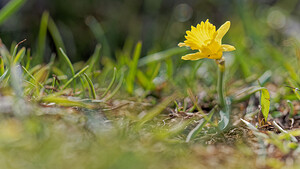 Narcissus jacetanus (Amaryllidaceae)  - Narcisse de Jacétanie Liebana [Espagne] 23/05/2018 - 1810m