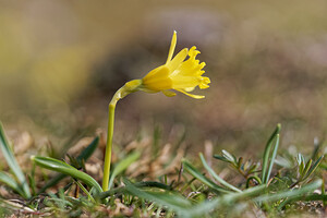 Narcissus jacetanus Narcisse de Jacétanie