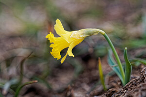 Narcissus jacetanus (Amaryllidaceae)  - Narcisse de Jacétanie Liebana [Espagne] 23/05/2018 - 1870m