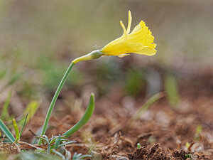 Narcissus jacetanus (Amaryllidaceae)  - Narcisse de Jacétanie Liebana [Espagne] 23/05/2018 - 1870m