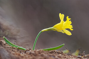 Narcissus jacetanus (Amaryllidaceae)  - Narcisse de Jacétanie Liebana [Espagne] 23/05/2018 - 1860m