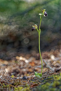 Ophrys dyris (Orchidaceae)  Jaen [Espagne] 02/05/2018 - 740m