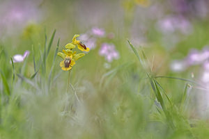 Ophrys lutea (Orchidaceae)  - Ophrys jaune Jaen [Espagne] 02/05/2018 - 870m