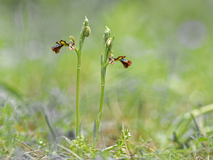 Ophrys speculum (Orchidaceae)  - Ophrys miroir, Ophrys cilié Jaen [Espagne] 02/05/2018 - 890m