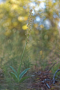 Orchis anthropophora (Orchidaceae)  - Acéras homme-pendu - Man Orchid Jaen [Espagne] 02/05/2018 - 730m