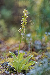 Orchis anthropophora Acéras homme-pendu Man Orchid