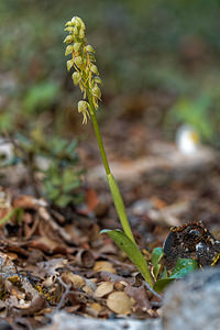 Orchis anthropophora (Orchidaceae)  - Acéras homme-pendu - Man Orchid Serrania de Ronda [Espagne] 06/05/2018 - 1060m