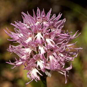 Orchis italica (Orchidaceae)  - Orchis d'Italie Serrania de Ronda [Espagne] 06/05/2018 - 1130m