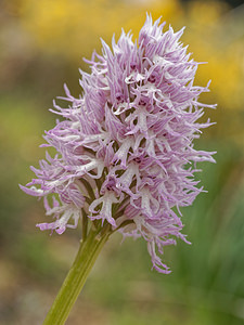 Orchis italica (Orchidaceae)  - Orchis d'Italie Serrania de Ronda [Espagne] 07/05/2018 - 1220m