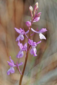 Orchis langei (Orchidaceae)  - Orchis de Lange, Orchis d'Espagne Serrania de Ronda [Espagne] 08/05/2018 - 960m