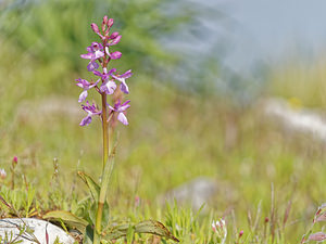 Orchis langei Orchis de Lange, Orchis d'Espagne