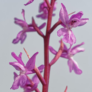 Orchis langei (Orchidaceae)  - Orchis de Lange, Orchis d'Espagne Sierra de Cadix [Espagne] 09/05/2018 - 920m