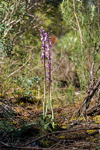 Orchis tenera (Orchidaceae)  Jaen [Espagne] 02/05/2018 - 730m