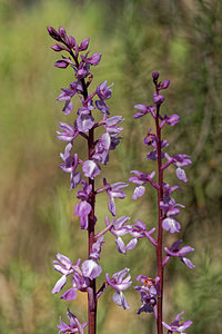 Orchis tenera (Orchidaceae)  Jaen [Espagne] 02/05/2018 - 730m