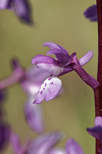 Orchis tenera (Orchidaceae)  Jaen [Espagne] 02/05/2018 - 730m