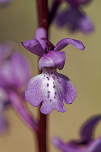 Orchis tenera (Orchidaceae)  Jaen [Espagne] 02/05/2018 - 730m