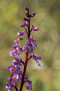 Orchis tenera (Orchidaceae)  Jaen [Espagne] 02/05/2018 - 730m