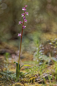 Orchis tenera (Orchidaceae)  Jaen [Espagne] 02/05/2018 - 730m