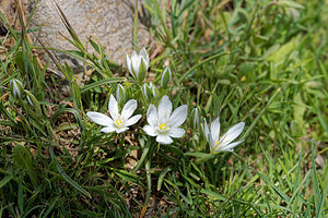 Ornithogalum orthophyllum (Asparagaceae)  - Ornithogale à feuilles droites Serrania de Ronda [Espagne] 07/05/2018 - 1290m