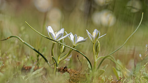 Ornithogalum orthophyllum (Asparagaceae)  - Ornithogale à feuilles droites Serrania de Ronda [Espagne] 07/05/2018 - 1110m