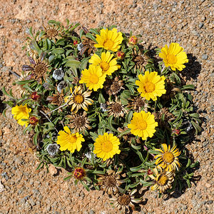 Pallenis maritima (Asteraceae)  - Pallénide maritime, Pallénis maritime, Astérolide maritime Almeria [Espagne] 04/05/2018 - 20m