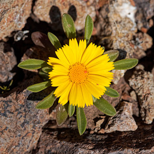 Pallenis maritima (Asteraceae)  - Pallénide maritime, Pallénis maritime, Astérolide maritime Almeria [Espagne] 05/05/2018 - 160m