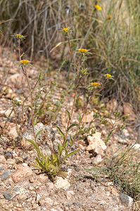 Pallenis spinosa (Asteraceae)  - Pallénide épineuse, Pallénis épineux, Astérolide épineuse Almeria [Espagne] 05/05/2018 - 360m