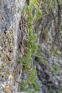 Petrosedum rupestre (Crassulaceae)  - Orpin réfléchi, Orpin des rochers - Reflexed Stonecrop Sierra de Cadix [Espagne] 08/05/2018 - 830m