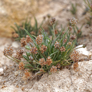 Plantago ovata (Plantaginaceae)  - Plantain ovale - Blond Plantain Almeria [Espagne] 05/05/2018 - 380m