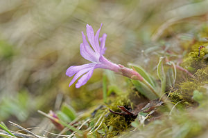 Primula integrifolia (Primulaceae)  - Primevère à feuilles entières Pyrenees-Atlantiques [France] 24/05/2018 - 1580m