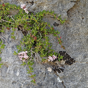 Putoria calabrica (Rubiaceae)  - Putorie de Calabre Sierra de Cadix [Espagne] 08/05/2018 - 1150m