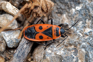 Pyrrhocoris apterus (Pyrrhocoridae)  - Gendarme, Pyrrhocore, Soldat, Suisse - Fire bug Almeria [Espagne] 05/05/2018 - 380m