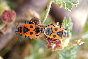 Pyrrhocoris apterus (Pyrrhocoridae)  - Gendarme, Pyrrhocore, Soldat, Suisse - Fire bug Almeria [Espagne] 05/05/2018 - 360m