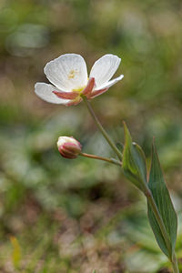 Ranunculus amplexicaulis (Ranunculaceae)  - Renoncule amplexicaule, Renoncule à feuilles embrassantes Liebana [Espagne] 23/05/2018 - 1880m
