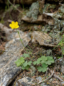 Ranunculus spicatus subsp. Blepharicarpos (Ranunculaceae)  Serrania de Ronda [Espagne] 07/05/2018 - 1160m