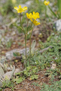 Ranunculus spicatus subsp. Blepharicarpos (Ranunculaceae)  Serrania de Ronda [Espagne] 07/05/2018 - 1320m