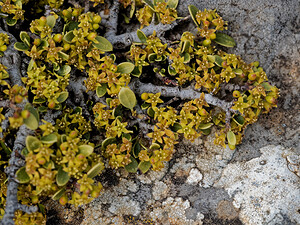 Rhamnus alaternus subsp. myrtifolia (Rhamnaceae)  - Nerprun à feuilles de myrte, Nerprun cassant Serrania de Ronda [Espagne] 07/05/2018 - 1330m