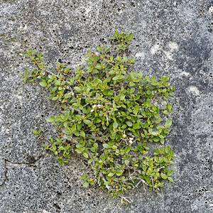 Rhamnus alaternus subsp. myrtifolia (Rhamnaceae)  - Nerprun à feuilles de myrte, Nerprun cassant Sierra de Cadix [Espagne] 08/05/2018 - 830m
