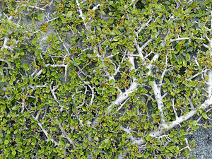 Rhamnus alaternus subsp. myrtifolia (Rhamnaceae)  - Nerprun à feuilles de myrte, Nerprun cassant Sierra de Cadix [Espagne] 08/05/2018 - 840m