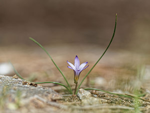 Romulea ramiflora Romulée à fleurs ramifiées, Romulée ramifiée