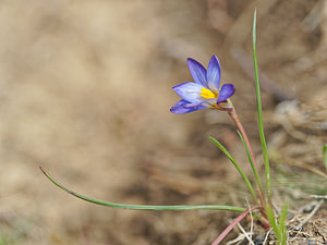 Romulea ramiflora (Iridaceae)  - Romulée à fleurs ramifiées, Romulée ramifiée Serrania de Ronda [Espagne] 07/05/2018 - 1300m