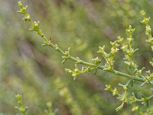 Salsola oppositifolia (Amaranthaceae)  - Soude à feuilles opposées Almeria [Espagne] 04/05/2018 - 310m