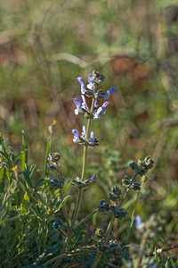 Salvia verbenaca (Lamiaceae)  - Sauge verveine, Sauge fausse verveine - Wild Clary Albacete [Espagne] 01/05/2018 - 720m