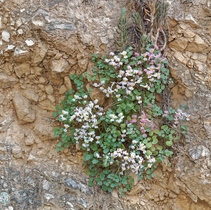 Sarcocapnos enneaphylla (Papaveraceae)  - Fumeterre à neuf folioles, Sarcocapnos à neuf folioles Albacete [Espagne] 01/05/2018 - 500m