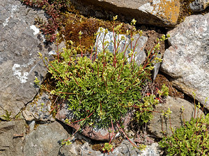 Saxifraga babiana (Saxifragaceae)  - Saxifrage de Babia Leon [Espagne] 19/05/2018 - 1270m