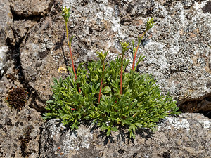 Saxifraga babiana (Saxifragaceae)  - Saxifrage de Babia Leon [Espagne] 19/05/2018 - 1270m